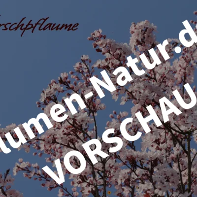 „Blutpflaume“ - Desktop-Bildschirmhintergründe