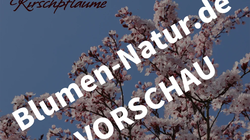 blutpflaume-desktop-hintergrund