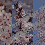 „Leuchtende Blutpflaume“ - Handy-Wallpaper