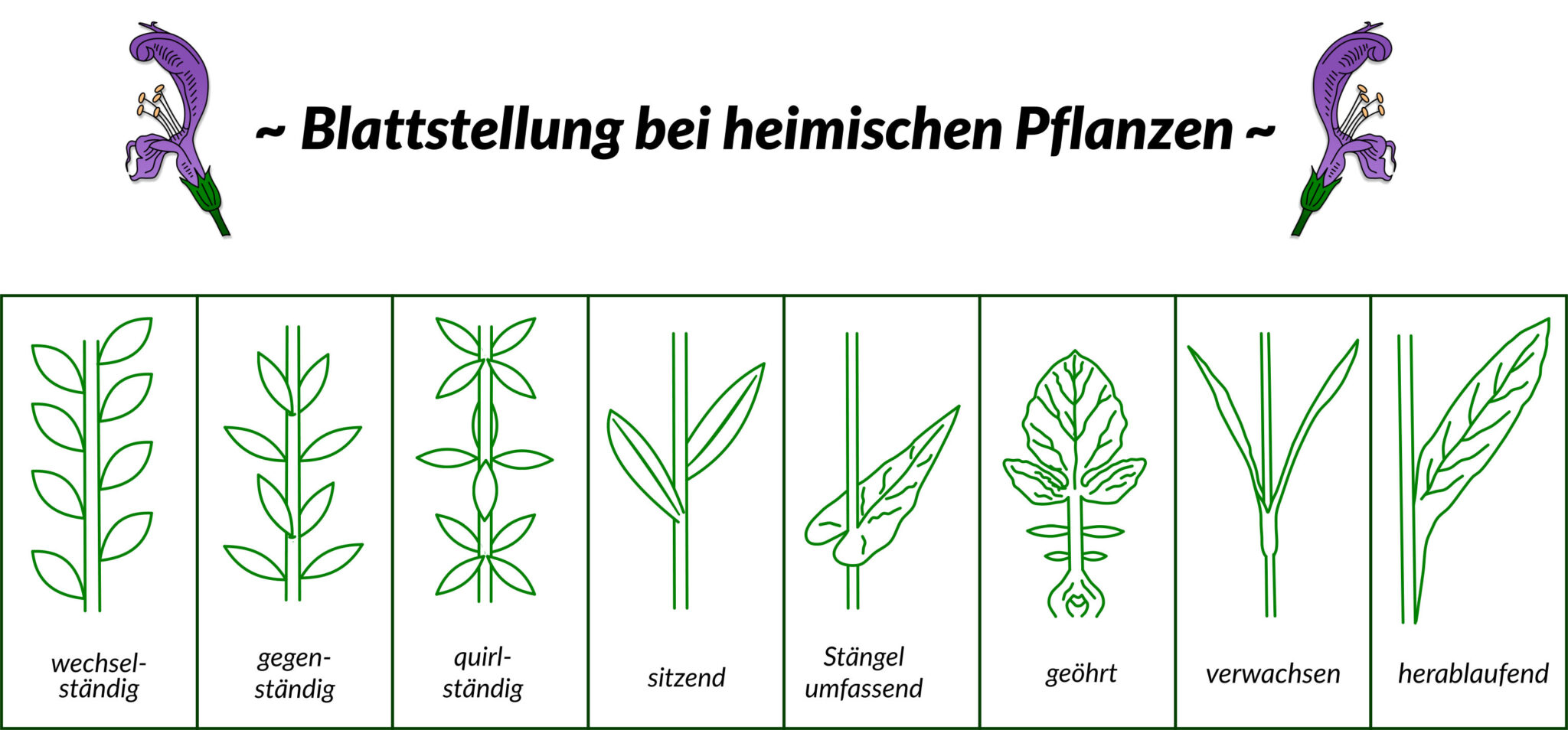 Fachbegriffe der Pflanzenbestimmung – Blumen und Natur