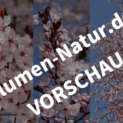 „Blutpflaume“ - Handy-Bildschirmhintergründe