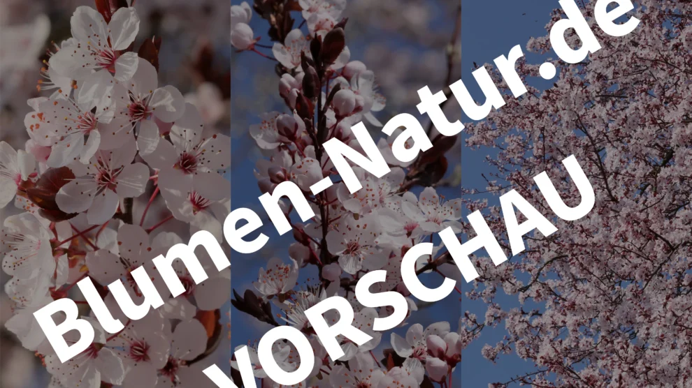 blutpflaume-handy-hintergrund