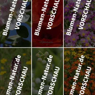 “Blüten der Natur” – Handy-Bildschirmhintergründe