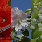 “Blüten der Natur” – Handy-Wallpaper