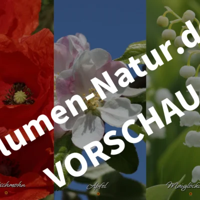 “Blüten der Natur” – Handy-Bildschirmhintergründe