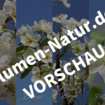 Weißblüten‑Quartett – Handy‑Bildschirmhintergründe