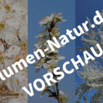 “Kirschpflaume” - Handy-Bildschirmhintergründe