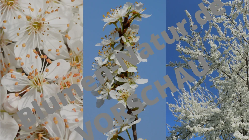 kirschpflaume-handy-hintergrund
