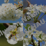 "Weißblüten‑Quartett" – Desktop‑Wallpaper