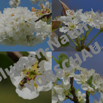 "Weißblüten‑Quartett" – Desktop‑Wallpaper