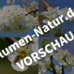 Weißblüten‑Quartett – Desktop‑Bildschirmhintergründe