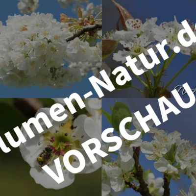 Weißblüten‑Quartett – Desktop‑Bildschirmhintergründe