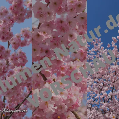 "Zierkirschen-Blütenhimmel" – Handy‑Wallpaper