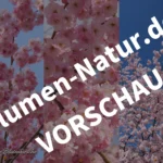 „Japanische Blütenkirsche“ – Handy‑Bildschirmhintergründe