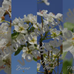 "Weißblüten‑Quartett" – Handy‑Wallpaper