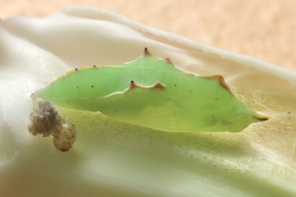 Grüne Schmetterlingspuppe des kleinen Kohlweißlings mit glatter, länglicher Form und mehreren kleinen, bräunlichen Spitzen entlang des Rückens. Die Puppe liegt auf einem hellen, glatten Untergrund, vermutlich einem Blatt. Am linken Rand befindet sich ein kleines, bräunliches Gespinst.
