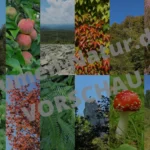 “Naturmomente” – Handy-Wallpaper